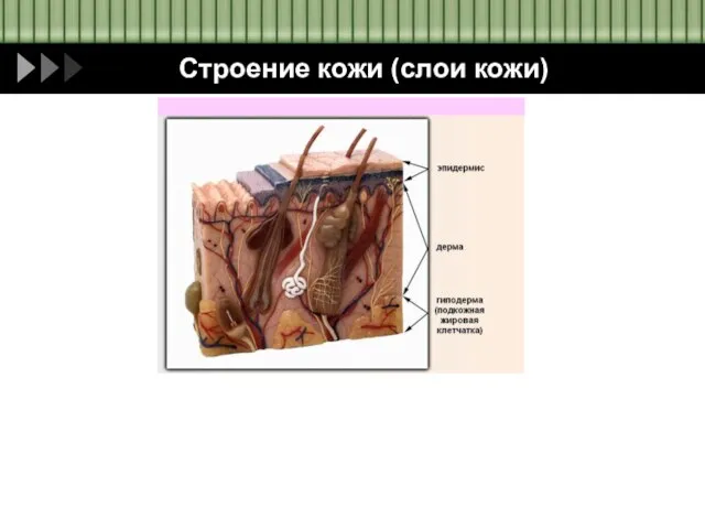 Строение кожи (слои кожи)