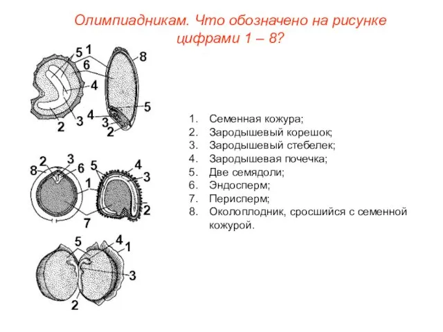 Олимпиадникам. Что обозначено на рисунке цифрами 1 – 8? Семенная кожура; Зародышевый