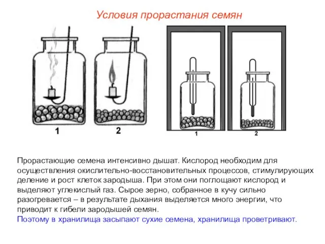 Прорастающие семена интенсивно дышат. Кислород необходим для осуществления окислительно-восстановительных процессов, стимулирующих деление