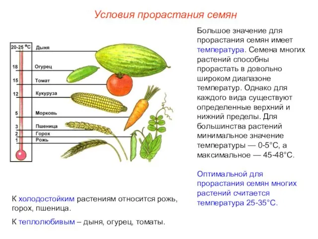 Большое значение для прорастания семян имеет температура. Семена многих растений способны прорастать