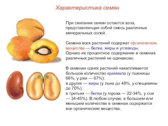 При сжигании семян остается зола, представляющая собой смесь различных минеральных солей. Семена