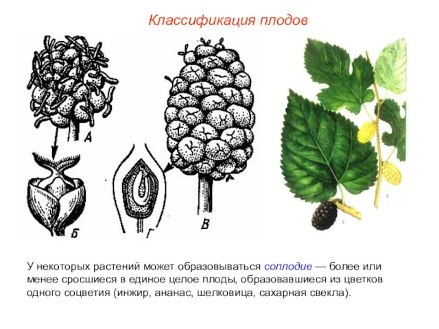 У некоторых растений может образовываться соплодие — более или менее сросшиеся в