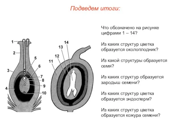 Что обозначено на рисунке цифрами 1 – 14? Из каких структур цветка