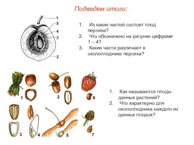 Из каких частей состоит плод персика? Что обозначено на рисунке цифрами 1
