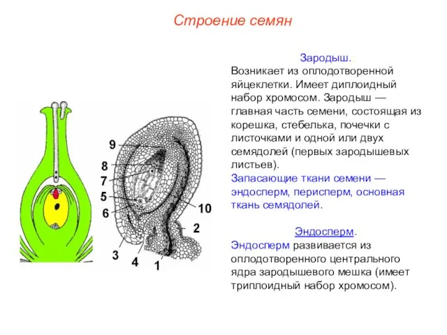 Зародыш.: Возникает из оплодотворенной яйцеклетки. Имеет диплоидный набор хромосом. Зародыш — главная