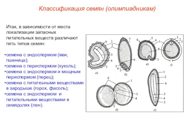 Итак, в зависимости от места локализации запасных питательных веществ различают пять типов