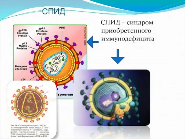 СПИД СПИД – синдром приобретенного иммунодефицита