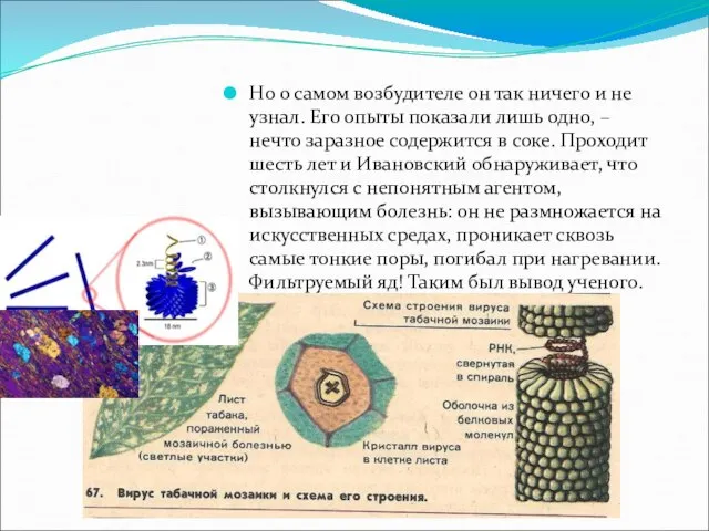 Но о самом возбудителе он так ничего и не узнал. Его опыты