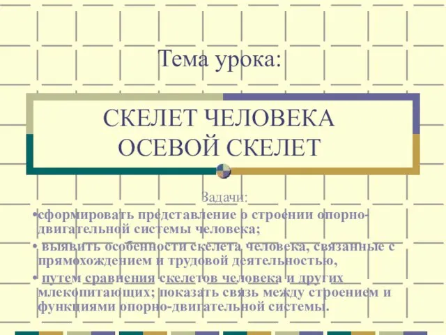 Тема урока: СКЕЛЕТ ЧЕЛОВЕКА ОСЕВОЙ СКЕЛЕТ Задачи: сформировать представление о строении опорно-двигательной