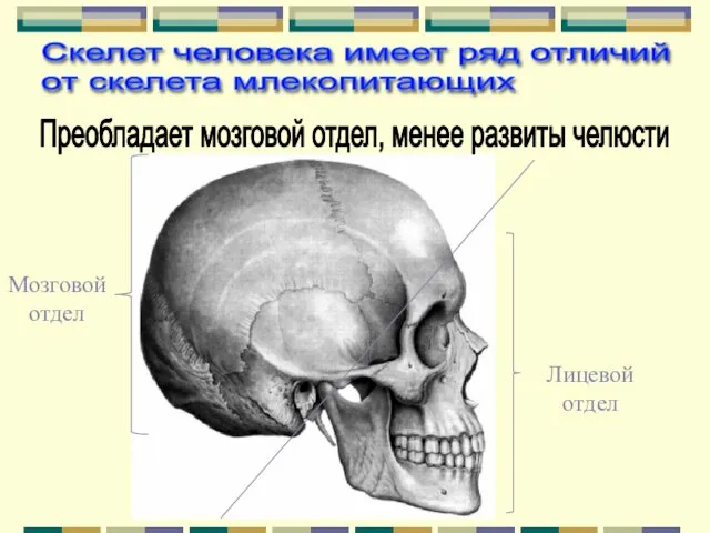 Мозговой отдел Лицевой отдел Скелет человека имеет ряд отличий от скелета млекопитающих