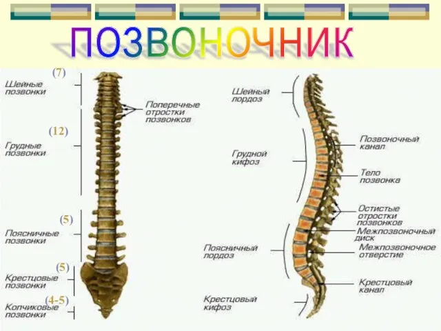 (7) (12) (5) (5) (4-5) позвоночник