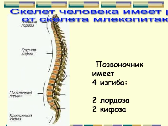 Позвоночник имеет 4 изгиба: 2 лордоза 2 кифоза Скелет человека имеет ряд отличий от скелета млекопитающих