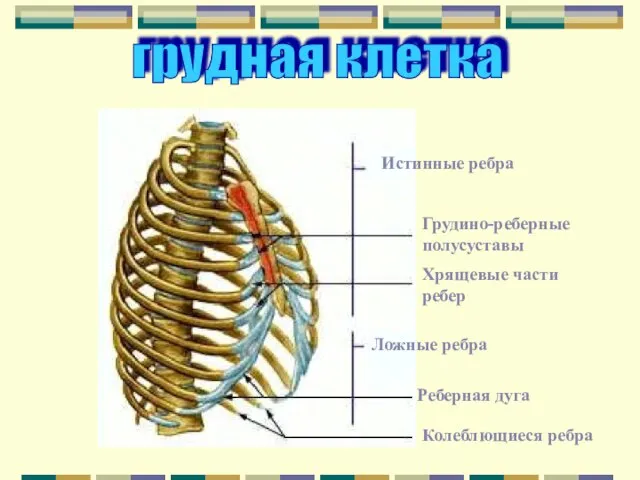 грудная клетка Истинные ребра Грудино-реберные полусуставы Хрящевые части ребер Ложные ребра Реберная дуга Колеблющиеся ребра