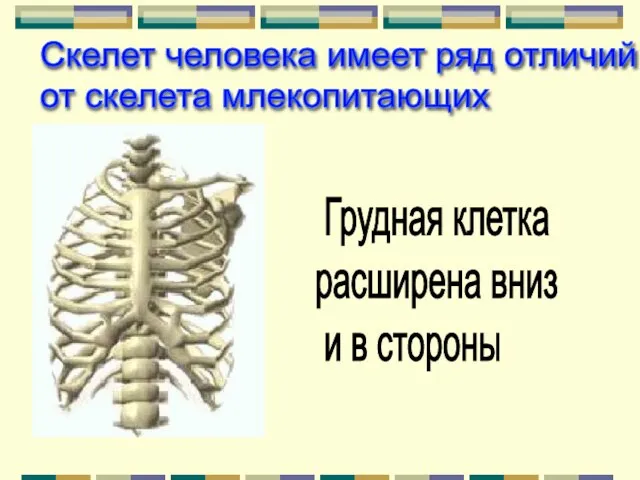 Грудная клетка расширена вниз и в стороны Скелет человека имеет ряд отличий от скелета млекопитающих