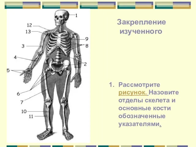 Рассмотрите рисунок. Назовите отделы скелета и основные кости обозначенные указателями. Закрепление изученного