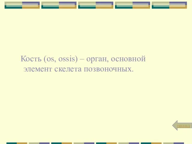 Кость (os, ossis) – орган, основной элемент скелета позвоночных. назад