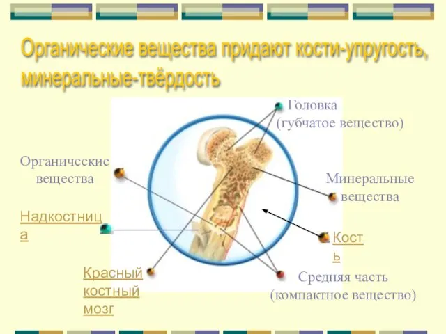 Кость Головка (губчатое вещество) Красный костный мозг Средняя часть (компактное вещество) Минеральные