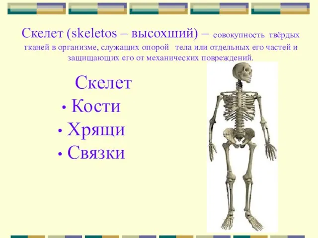 Скелет (skeletos – высохший) – совокупность твёрдых тканей в организме, служащих опорой