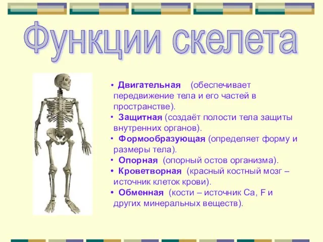 Функции скелета Двигательная (обеспечивает передвижение тела и его частей в пространстве). Защитная