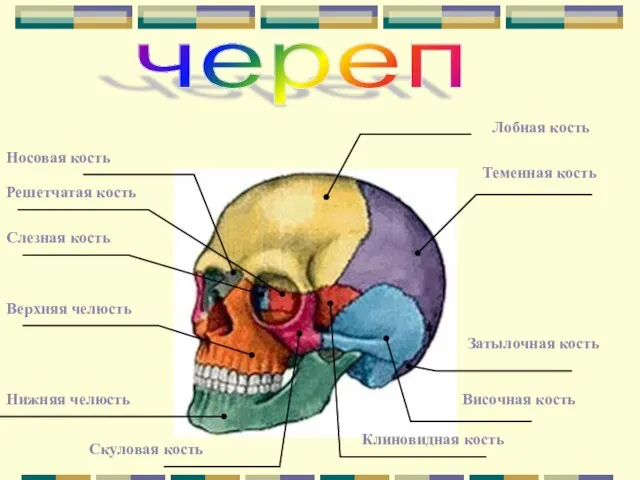 череп Решетчатая кость Слезная кость Носовая кость Лобная кость Теменная кость Затылочная