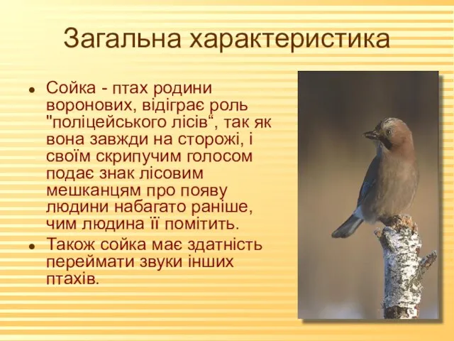 Загальна характеристика Сойка - птах родини воронових, відіграє роль "поліцейського лісів“, так