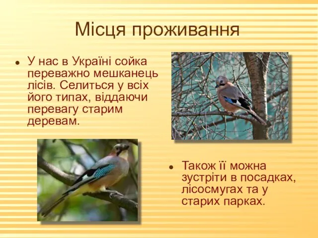 Місця проживання У нас в Україні сойка переважно мешканець лісів. Селиться у