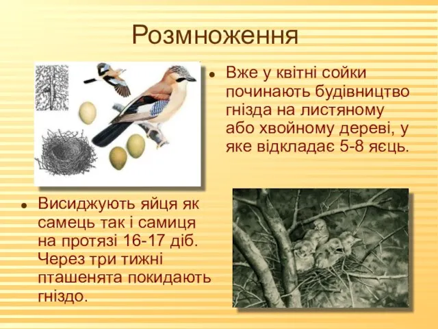 Розмноження Висиджують яйця як самець так і самиця на протязі 16-17 діб.