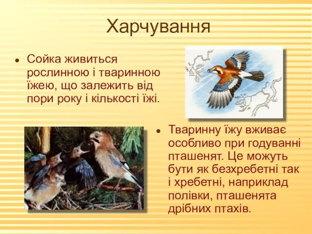 Харчування Сойка живиться рослинною і тваринною їжею, що залежить від пори року