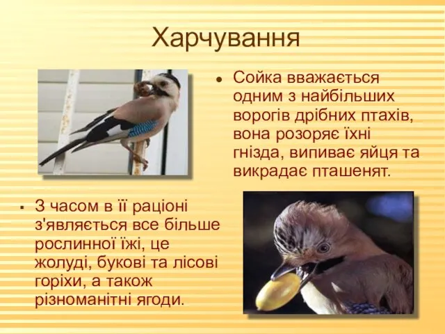 Харчування Сойка вважається одним з найбільших ворогів дрібних птахів, вона розоряє їхні