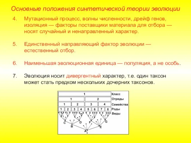 Основные положения синтетической теории эволюции Мутационный процесс, волны численности, дрейф генов, изоляция