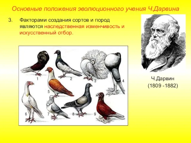Основные положения эволюционного учения Ч.Дарвина Ч.Дарвин (1809 -1882) Факторами создания сортов и