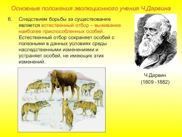 Основные положения эволюционного учения Ч.Дарвина Ч.Дарвин (1809 -1882) Следствием борьбы за существование