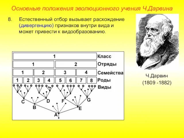 Основные положения эволюционного учения Ч.Дарвина Ч.Дарвин (1809 -1882) Естественный отбор вызывает расхождение