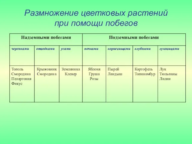 Размножение цветковых растений при помощи побегов