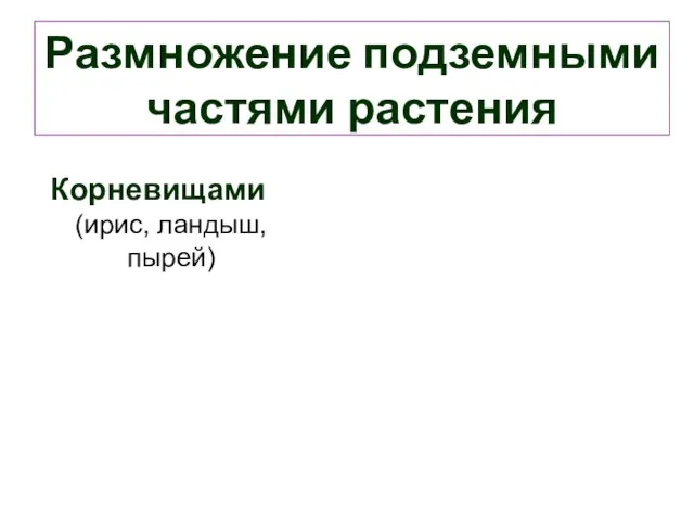 Размножение подземными частями растения Корневищами (ирис, ландыш, пырей)