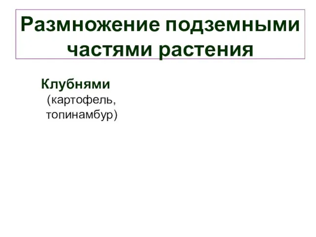 Размножение подземными частями растения Клубнями (картофель, топинамбур)