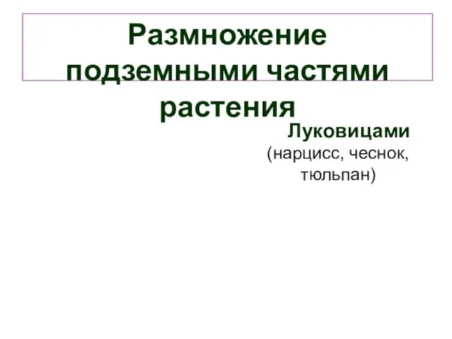 Размножение подземными частями растения Луковицами (нарцисс, чеснок, тюльпан)