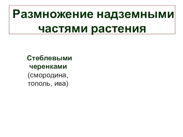 Размножение надземными частями растения Стеблевыми черенками (смородина, тополь, ива)