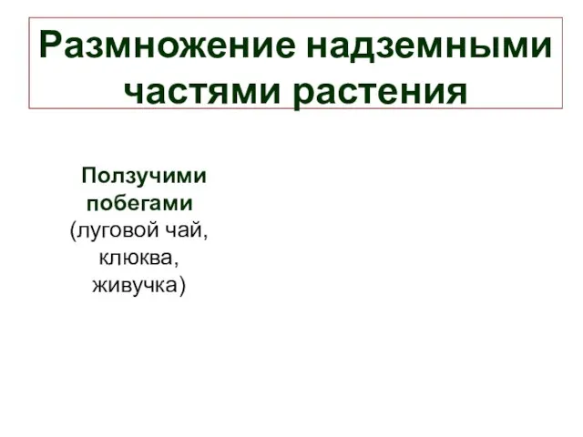 Размножение надземными частями растения Ползучими побегами (луговой чай, клюква, живучка)