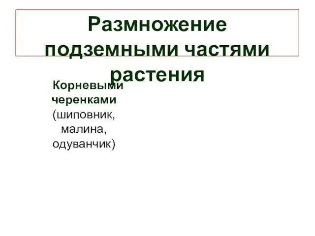 Размножение подземными частями растения Корневыми черенками (шиповник, малина, одуванчик)