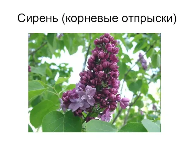 Сирень (корневые отпрыски)