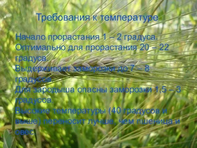 Начало прорастания 1 – 2 градуса. Оптимально для прорастания 20 – 22