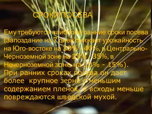 СРОКИ ПОСЕВА Ему требуются наиболее ранние сроки посева (Запоздание на 7 дней