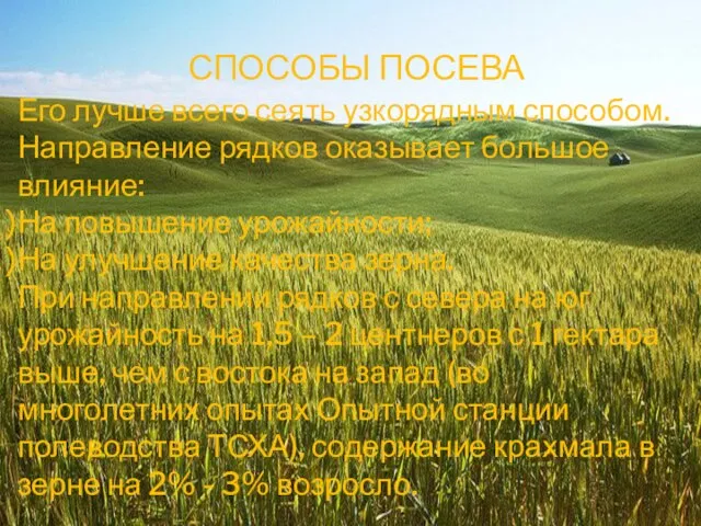 СПОСОБЫ ПОСЕВА Его лучше всего сеять узкорядным способом. Направление рядков оказывает большое