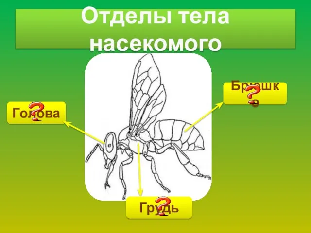 Голова Отделы тела насекомого Грудь Брюшко