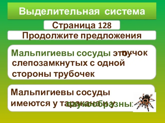 Выделительная система Страница 128 Мальпигиевы сосуды это - Продолжите предложения слепозамкнутых с