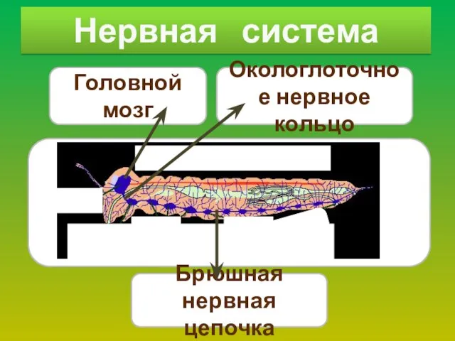 Нервная система Окологлоточное нервное кольцо Брюшная нервная цепочка Головной мозг