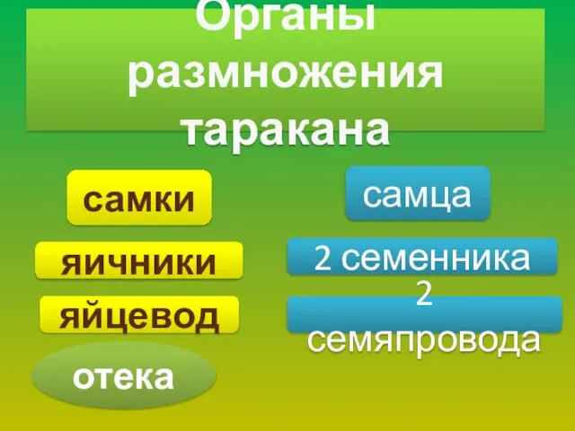 Органы размножения таракана самки самца яичники яйцевод 2 семенника 2 семяпровода отека