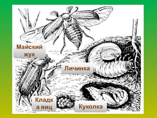 муха Майский жук Кладка яиц Личинка Куколка