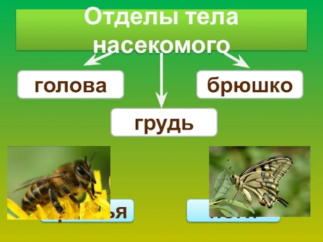 Отделы тела насекомого голова грудь брюшко крылья ноги